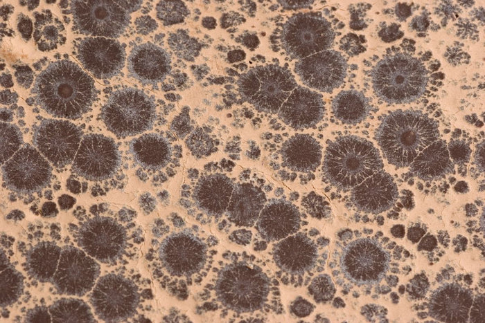 Chocolate Bloom vs. Mold: Can Chocolate Get Moldy and How to Tell the Difference