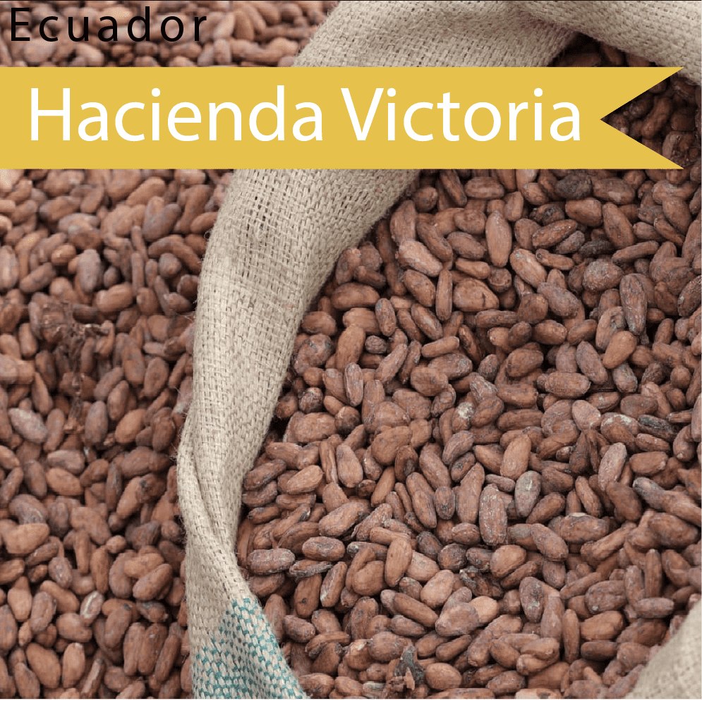 Hacienda Victoria Cocoa Beans - Origin "Ecuador" - Raw, Fermented, Vegan - Zucchero Canada