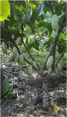 Cocoa Beans Gibraltar (Criollo Blood) - Origin "Venezuela" - Raw, Fermented, Vegan - Zucchero Canada