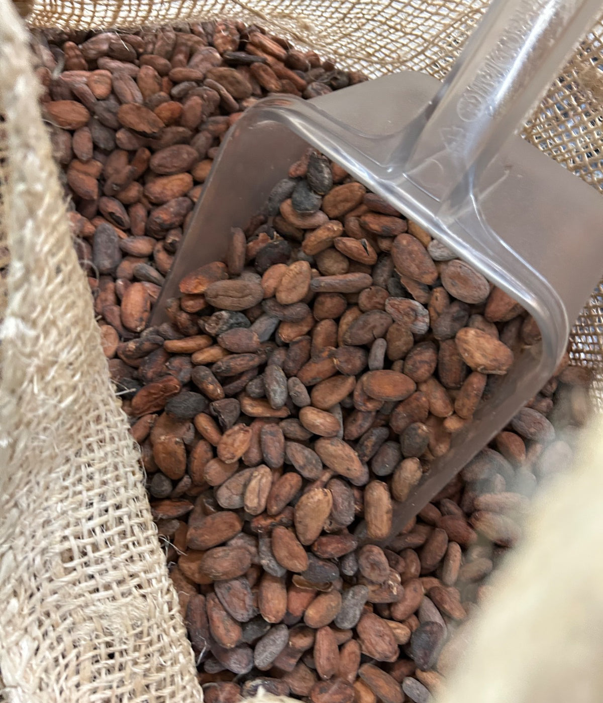Venezuelan cocoa beans - zucchero canada